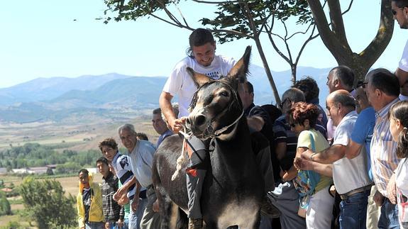 Burros riojanos, vascos, asturianos y cántabros participarán en la carrera del lunes