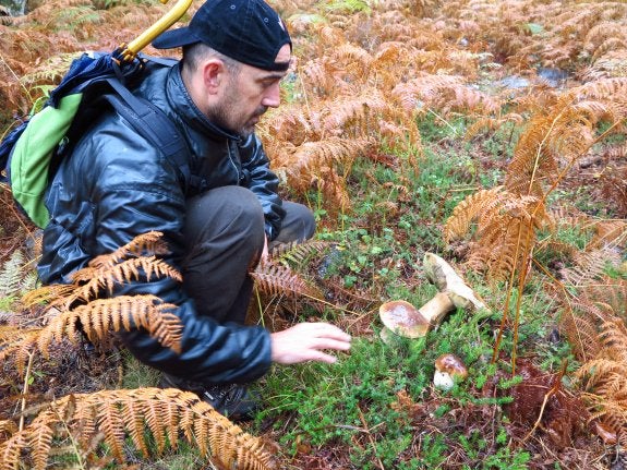 Un aficionado localiza tres boletus en Cameros. 