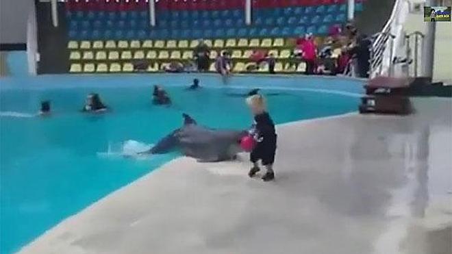 La complicidad de un niño y un delfín con una pelota