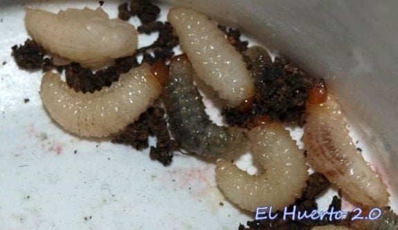 Halladas larvas de gorgojo en alubias servidas en el comedor escolar del colegio de Navarrete