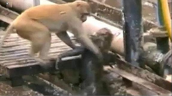 Un mono salva la vida de su amigo en las vías del tren