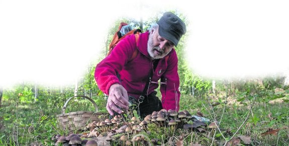  Traslado. «El traslado y almacenamiento de las setas deberá ser realizado en cestas de mimbre, paja, caña u otras similares que por su estructura permitan la dispersión de las esporas».