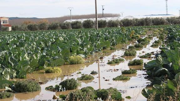 Plantación anegada por la riada. 