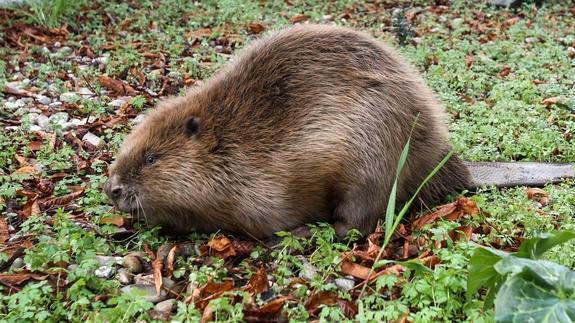Castor nº 129