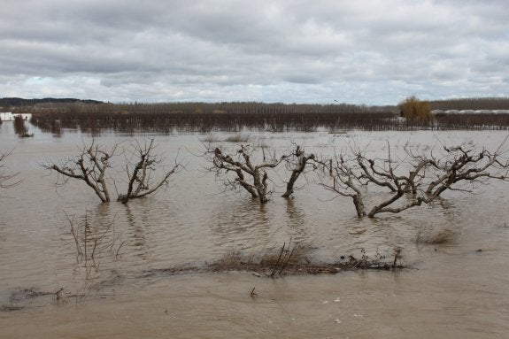 Campo de Alfaro anegado  por las crecidas del río  Ebro. :: ERNESTO PASCUAL
