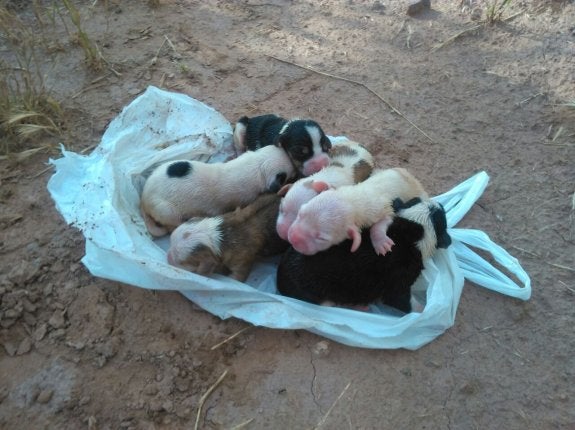 Perros abandonados a su suerte