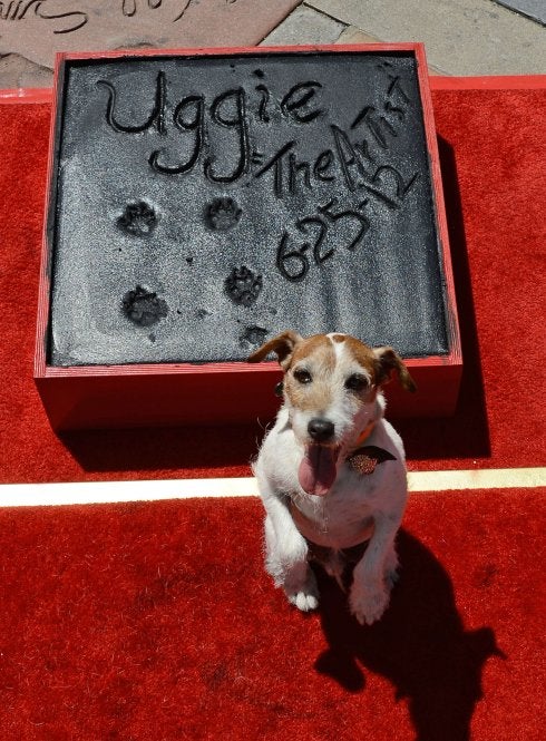 Fallece 'Uggie', el perro estrella de 'The Artist'