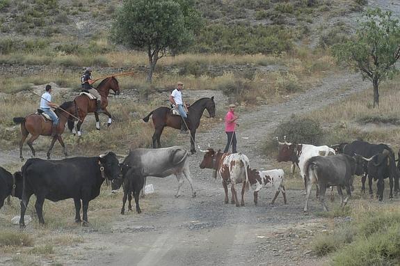 III Fiesta de la Trashumancia en Igea