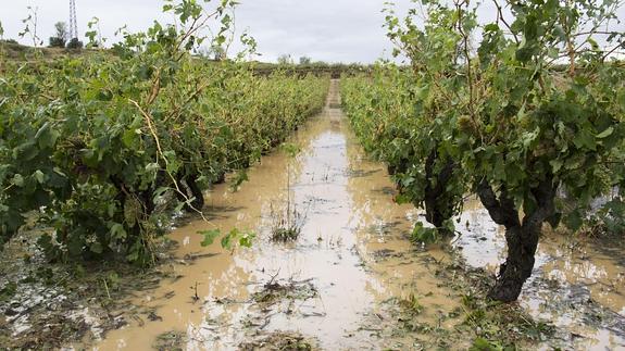 Un viñedo anegado por la lluvia. 