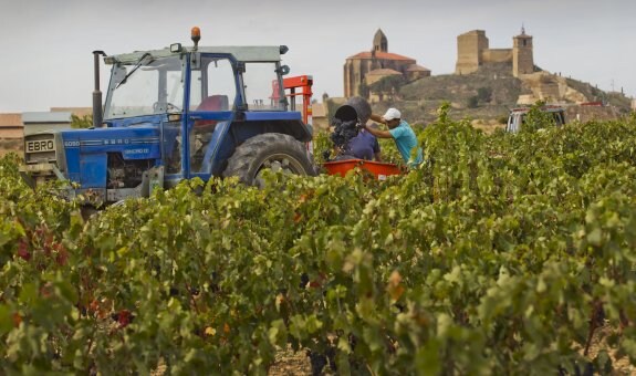 Vendimia en unos viñedos de San Vicente de la Sonsierra, con el castillo al fondo.  :: JUSTO RODRÍGUEZ