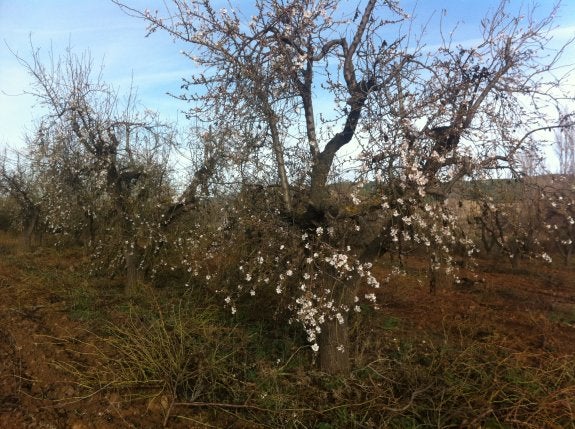 Algunos almendros del Alhama-Linares mostraban ayer este aspecto, en plena floración. :: sanda