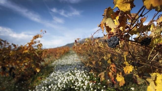 Rioja tendrá vinos 'superiores'