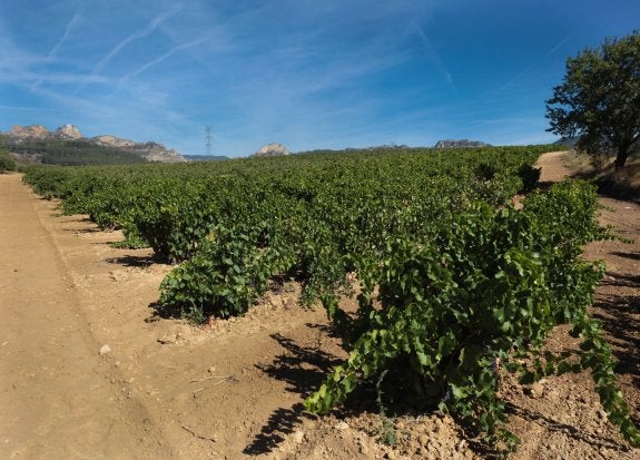 Imagen de archivo de viñedos en la comarca de Haro. :: sonia tercero