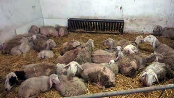 Estado en el que se encontraron algunas de las ovejas abandonadas. 