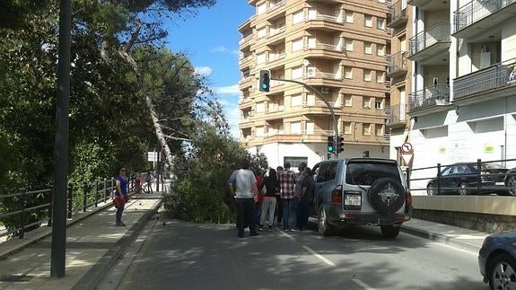 Alfaro: ¡árbol va!