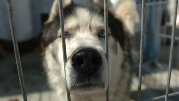 Un perro recogido tras las jaulas de un centro de acogida animal. 