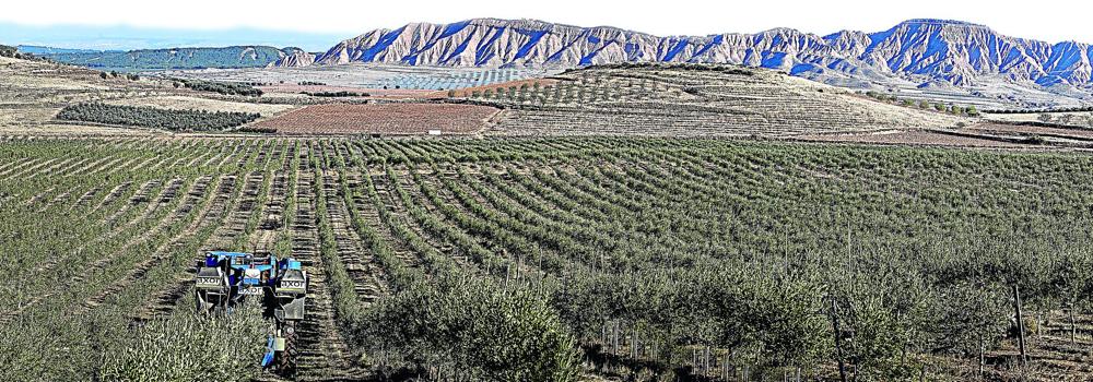La revolución silenciosa del aceite de La Rioja