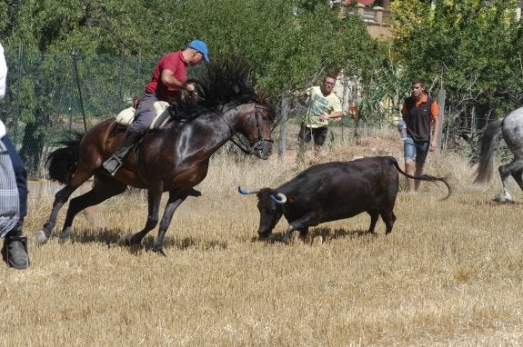 Una vaca intenta embestir a uno de los numerosos caballos que participaron ayer en el evento. :: sanda