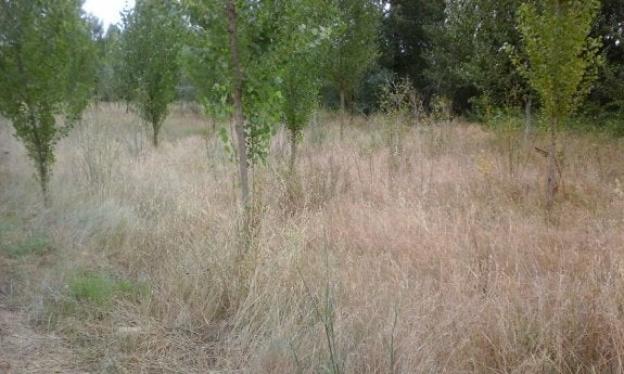 Maleza seca en la Vía Romana del Iregua