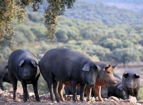 Un grupo de cerdos ibéricos, en la dehesa salmantina. :: Carlos García / efe