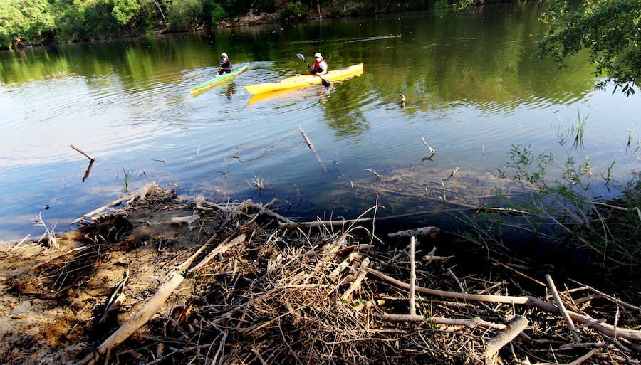 Dos palistas transitan por un Ebro lleno de ramas de una crecida. 