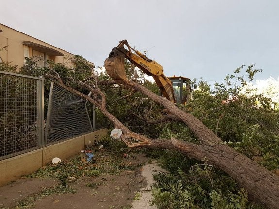 La tormenta dejó un reguero de árboles y ramas caídas. :: Facebook j.g.