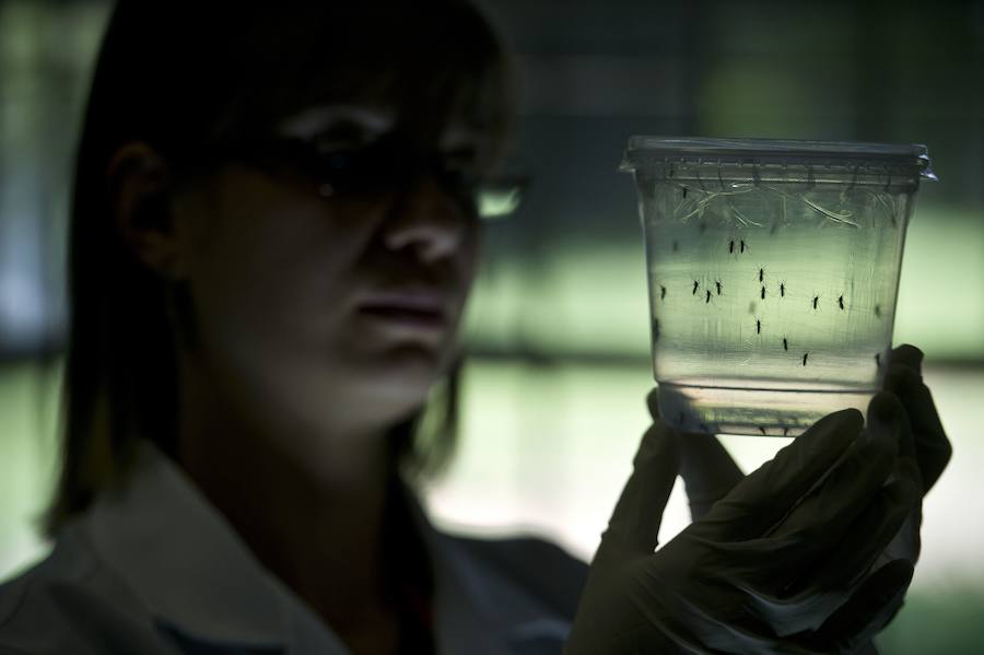 Una investigadora porta un recipiente con mosquitos transmisores de la enfermedad del zika. 