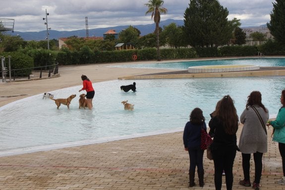 Varios perros dándose un chapuzón ante sus dueños. :: m.f.