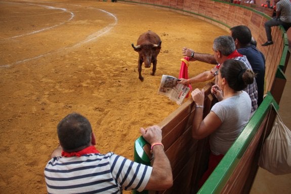 ¡Eh, vaca!. Un arnedano cita a la res con el periódico.
