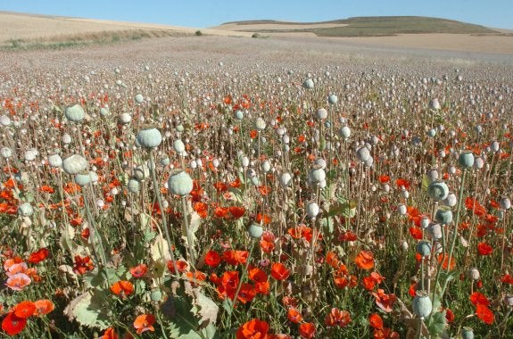 Cápsulas, ya sin pétalos, en la plantación existente en la localidad riojalteña de Grañón, en una imagen de archivo. :: albo