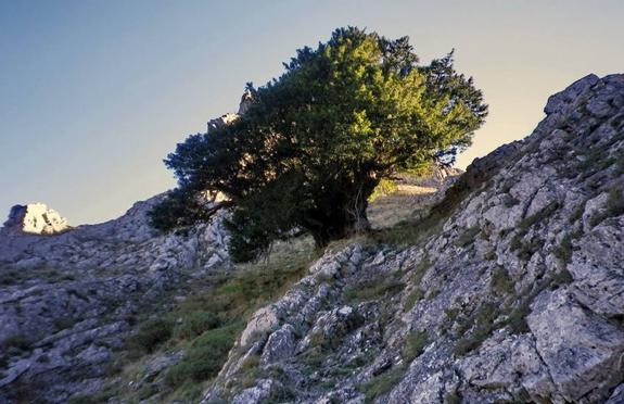 El tejo de Anguiano crece entre las rocas. 