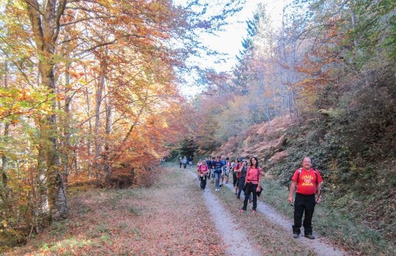 Caminantes de Santo Domingo de la Calzada y Ojacastro, en un tramo otoñal del itinerario. :: albo