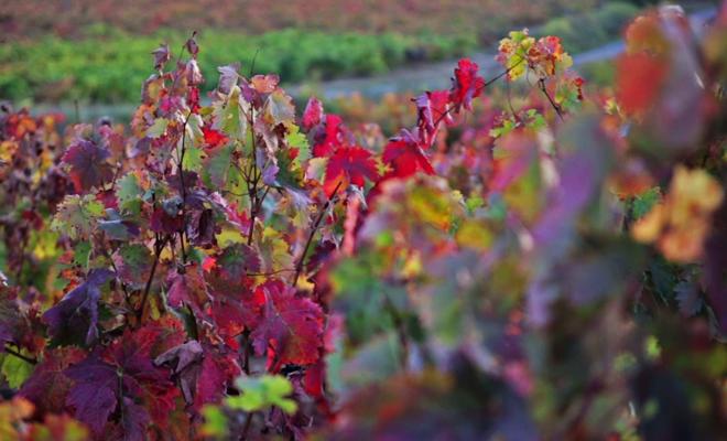 El color del otoño en los viñedos de La Rioja