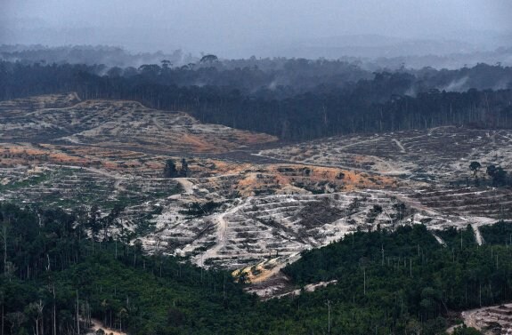 Bosque arrasado para poner en marcha un cultivo de aceite de palma en la isla de Borneo, en Indonesia. :: justo rodríguez