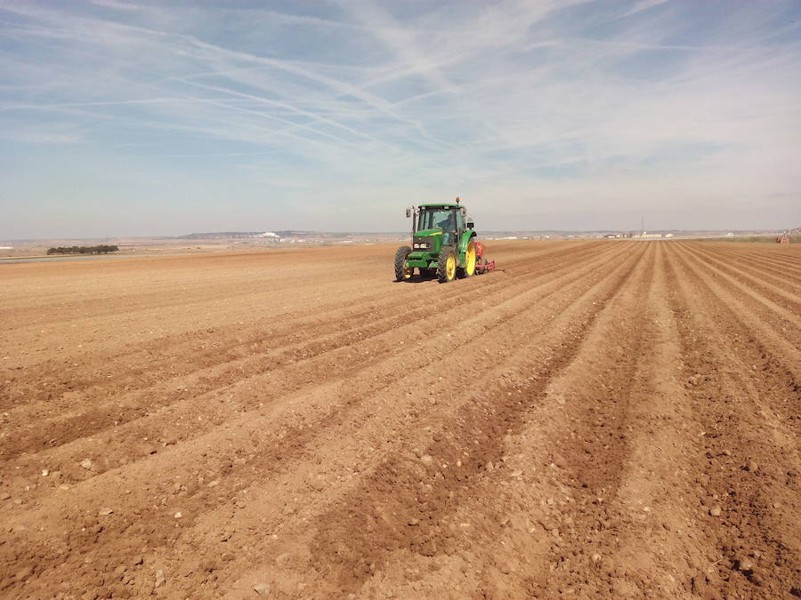 Un tractor rotura la tierra en una finca. 