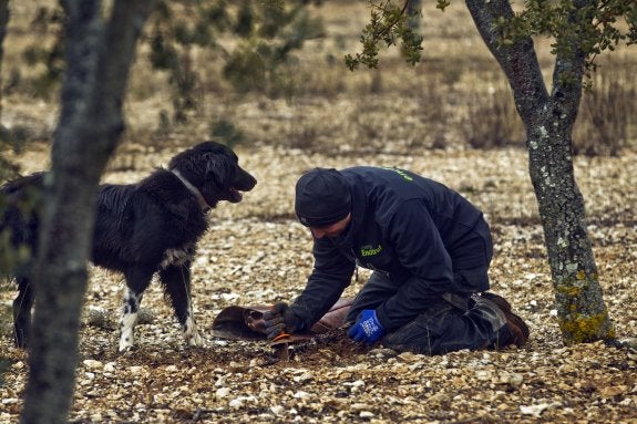 La perra Luna ha detectado una trufa. :: j. rodríguez