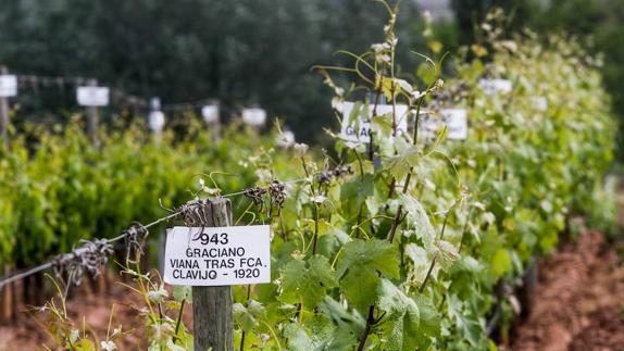 Variedades marcadas en un renque de la finca de La Grajera. 