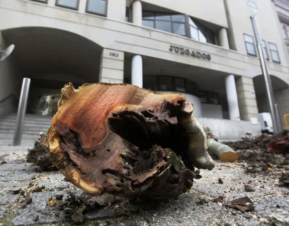 Trabajo de sustitución de árboles en la calle Bretón de los Herreros. :: jonathan herreros