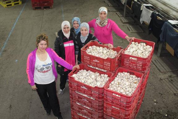 Cuatro mujeres musulmanas con el velo, entre ellas Karima (segunda por la derecha), y una sin él en un cultivo de champiñón de Pradejón.  :: 