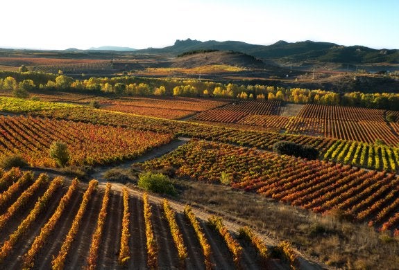 Colores otoñales de los viñedos de San Felices, en el término de Haro. :: 