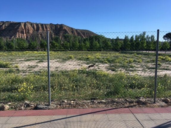 El corzo que llegó a La Ribera