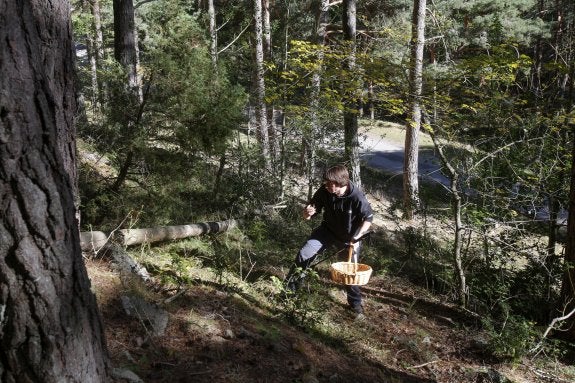 Una persona aficionada a la micología recoge setas en Sierra de Cebollera. :