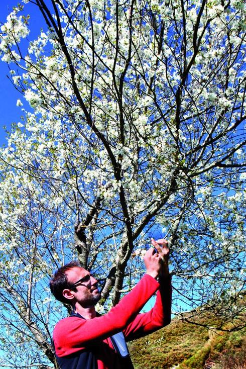 Juan José Arguisjuela (Silvestres Ezcaray) observa la flor de un cerezo silvestre de la Sierra de la Demanda. :: Fernando Díaz.