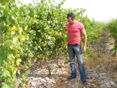 El enólogo de 'Castillo de Maetierra' inspecciona las viñas de albariño, en Calahorra. / M. F.