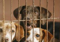 Busco familia y hogar