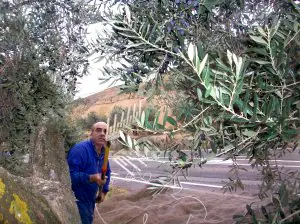 Recogida de oliva negral en Cervera del Río Alhama con un vareador eléctrico. ::
SANDA SAINZ