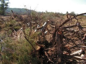 ANTES. Estado del soto antes de ejecutar las obras de urbanización del sector.                         DURANTE. En octubre del 2007, los trabajos propiciaron la destrucción parcial del soto.                         DESPUÉS. Estado actual del sector.