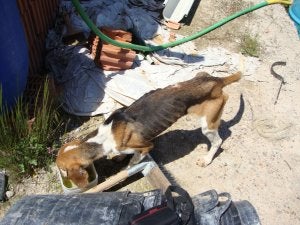 Uno de los perros famélicos hallados en Navarrete. ::                             LA RIOJA