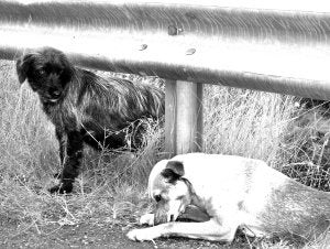 Los dos perros abandonados en el cruce de Nestares. ::                             DÍAZ URIEL