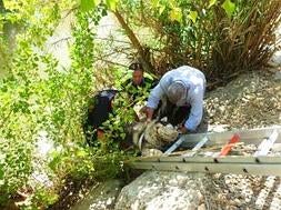 Alerta de seguridad para el rescate de un perro 'husky'